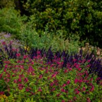Mount Congreve 3